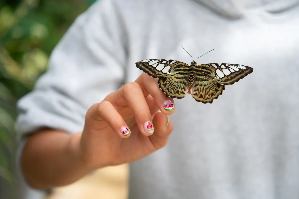 Impressionen vom Schmetterlingshaus im Gartencenter Meier in Dürnten